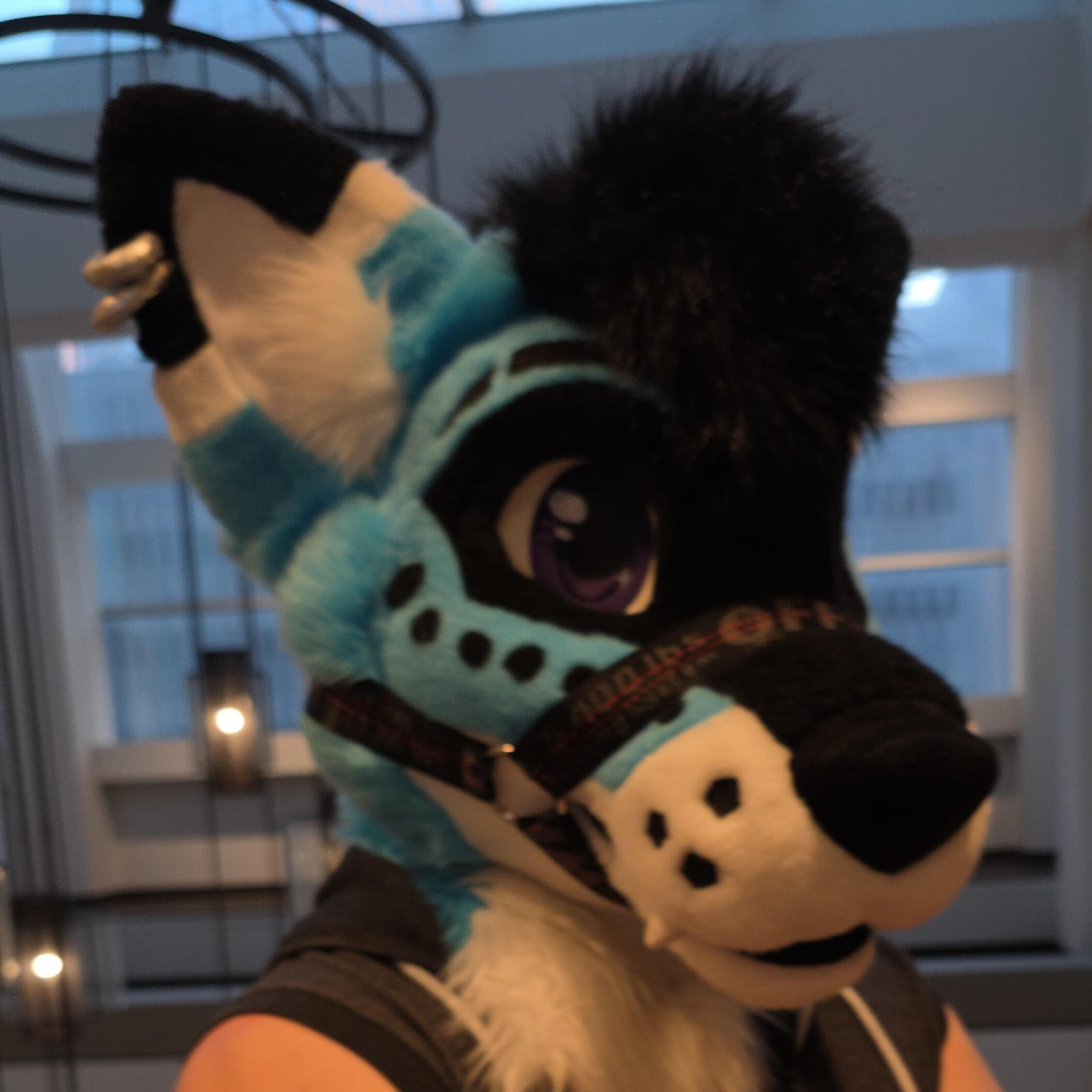 Kriegar Wolf